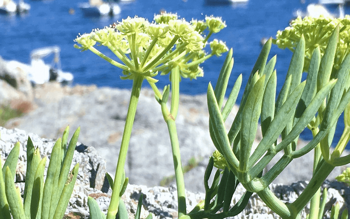 <span>Sea fennel (Rock Samphire)</span>