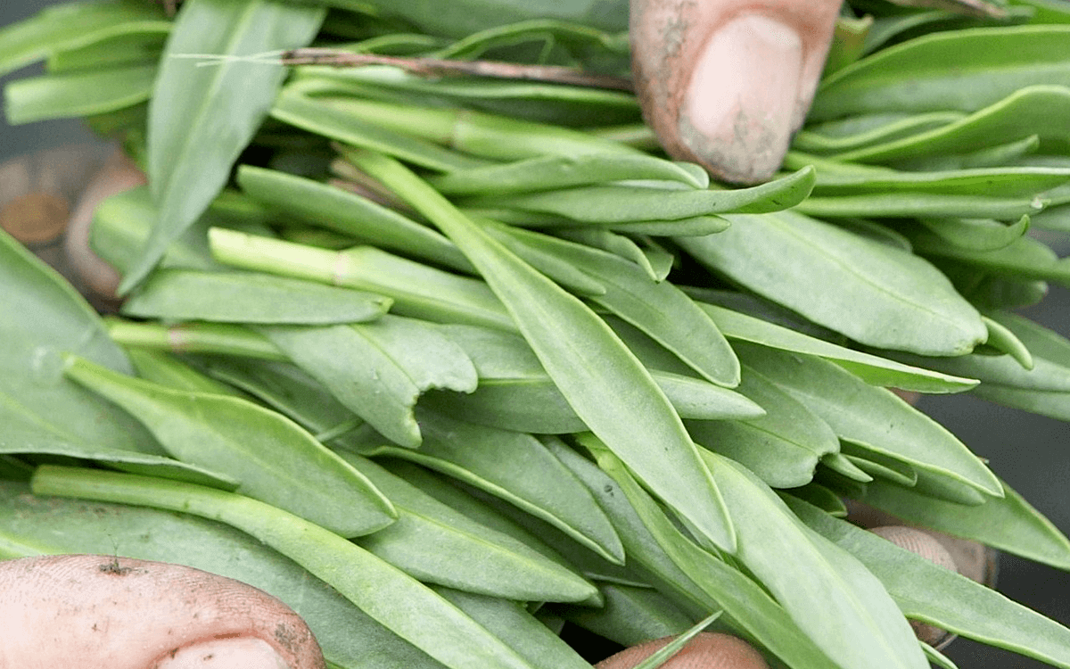 <span>Sea aster</span>