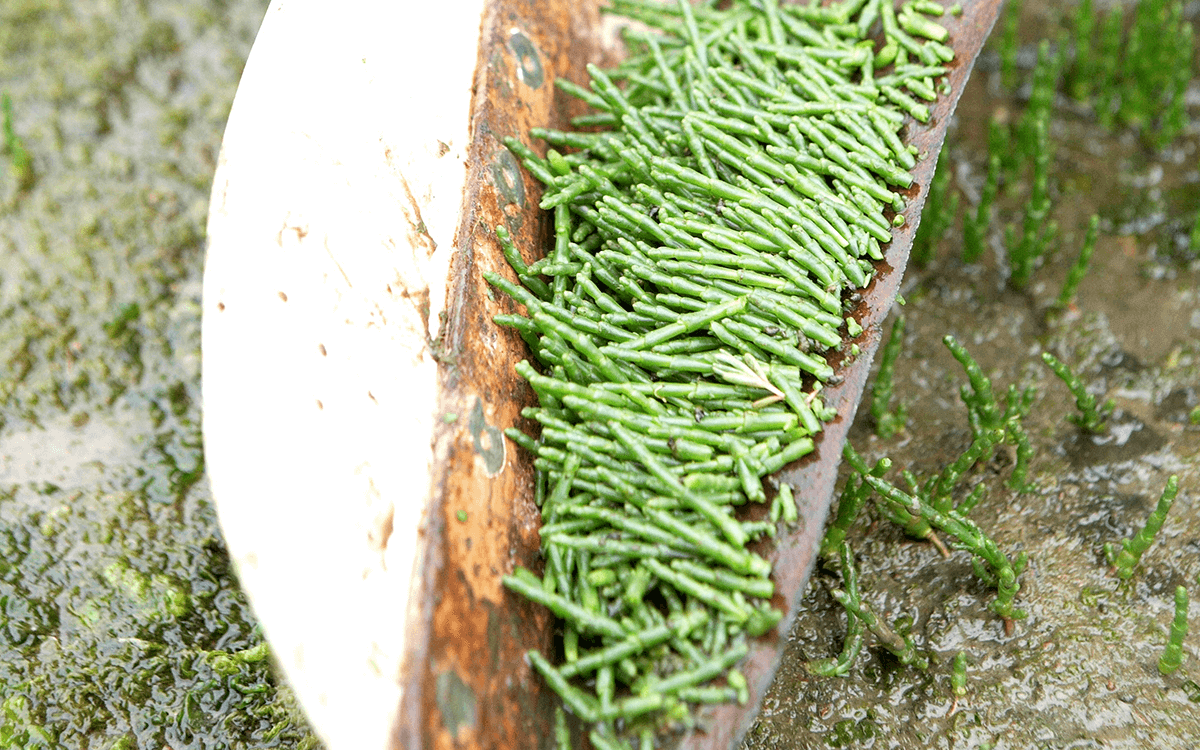 <span>Marsh-Samphire (“Glasswort”)</span>