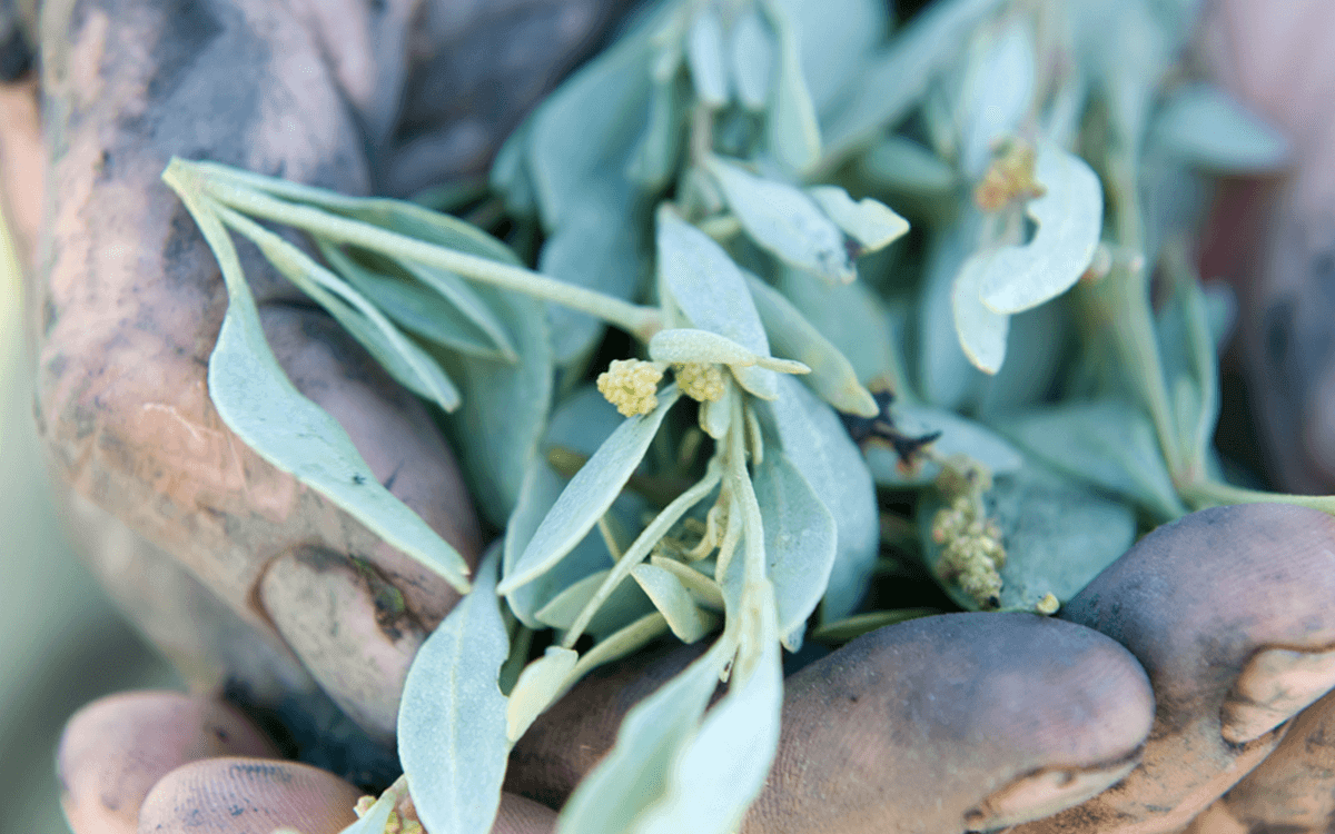 <span>Sea purslane</span>