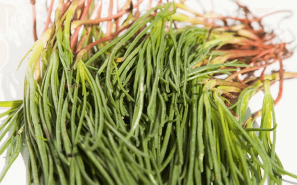 <span>Agretti</span>