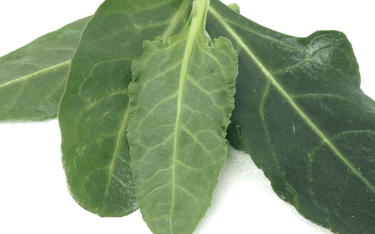 <span>Sea beet</span>