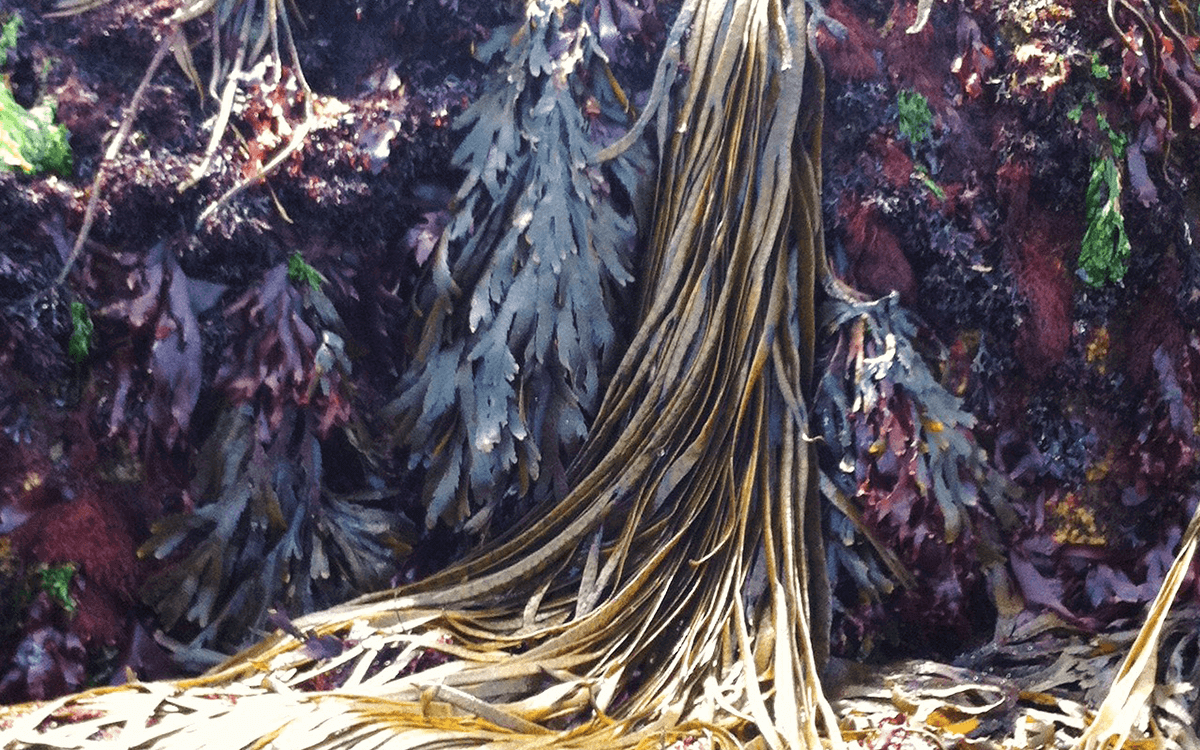 <span>Seaweeds and miscellaneous</span>